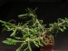 Euphorbia sakarahaensis.jpg