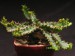 Euphorbia stellata.jpg