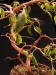 Ficus cv.Rijane.jpg
