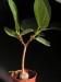 Ficus glumosa.jpg
