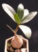 Ficus ilicina.jpg