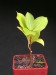 Ficus natalensis.jpg