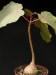 Ficus petiolaris ssp.palmeri f.jaliscensis.jpg