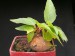 Ficus petiolaris ssp.palmeri, Mexico, La Ribera.jpg