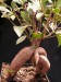 Ficus retusa.jpg