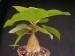 Ficus sp., India 1.jpg