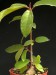 Ficus sp., India 2.jpg