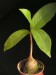 Ficus sp., Madagascar.jpg