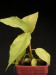 Ficus sur.jpg