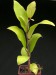 Ficus thonningii.jpg