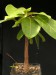 Ficus trichopoda.jpg