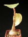 Ficus vasta, Socotra.jpg