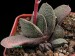 Gasteria baiylissiana.jpg