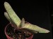 Gasteria carinata v.glabra.jpg