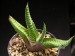 Gasteria carinata v.thunbergii.jpg