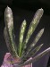 Gasteria excelsa.jpg