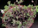 Pelargonium alternans.jpg