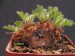 Pelargonium appendiculatum.jpg