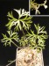 Pelargonium aridum.jpg
