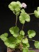 Pelargonium australe.jpg