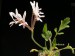 Pelargonium campestre.jpg