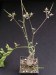Pelargonium carnosum.jpg