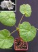 Pelargonium cotyledonis.jpg