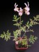 Pelargonium dolomiticum.jpg