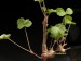 Pelargonium gibbosum.jpg