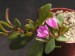 Grahamia vulcanensis.jpg