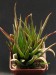 Haworthia angustifolia v.altissima.jpg