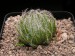 Haworthia arachnoidea v.aranea, RSA, Oudshorn.jpg