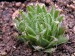 Haworthia arachnoidea v.xiphiophylla, RSA, Mentzdam.jpg