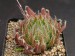 Haworthia arachnoidea, RSA, Massons.jpg