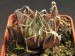 Haworthia arachnoidea, RSA, Ouberg.jpg