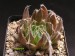 Haworthia arachnoidea, RSA, Oudshorn.jpg