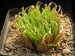 Haworthia aristata.jpg