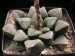 Haworthia bayeri.jpg