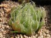 Haworthia bolusii v.blackbeardiana, RSA.jpg