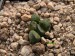 Haworthia bruynsii, RSA, E of Springbokvlakte.jpg