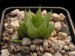 Haworthia calaensis, RSA, SW of Cala.jpg