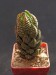 Haworthia coarctata v.adelaidensis, RSA.jpg