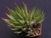 Haworthia coarctata v.armstrongii.jpg