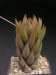 Haworthia coarctata, RSA, Settlers Mon..jpg