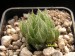 Haworthia cummingii, RSA, Trefu.jpg