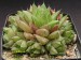 Haworthia cymbiformis f.lepida, RSA, The Fort.jpg