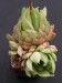 Haworthia cymbiformis v.transiens.jpg