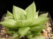 Haworthia cymbiformis, RSA, The Glen.jpg