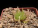 Haworthia decipiens v.minor, Sapkamma.jpg