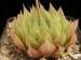 Haworthia decipiens v.pringlei, RSA, Elandskop.jpg